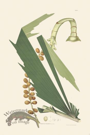 Rodrigues Palm Front 035